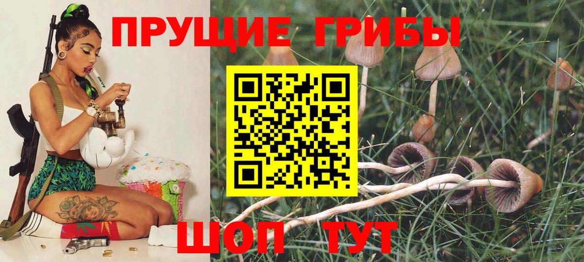 Каменка  Псилоцибиновые грибы Psilocybe  Псилоцибиновые грибы GOLDEN TEACHER  Вход с VPN 